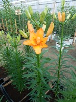 [4012 Orange Twin No01.JPG]